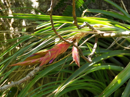 Tillandsia fasciculata