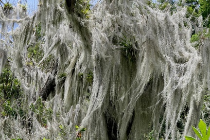 Tillandsia usneoides