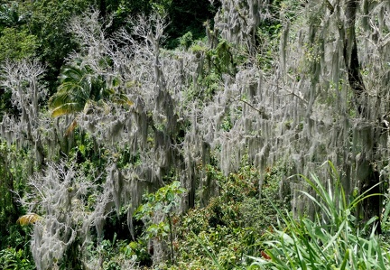 Tillandsia usneoides