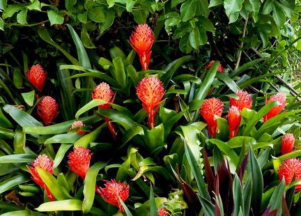 	Billbergia pyramidalis