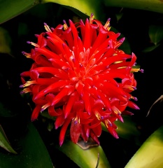 	Billbergia pyramidalis