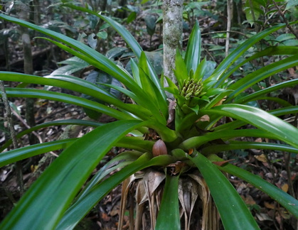 Guzmania lingulata