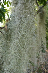 Tillandsia usneoides