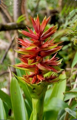 Guzmania megastachya