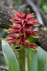 Guzmania megastachya