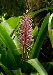 	Aechmea smithiorum