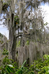 Tillandsia usneoides