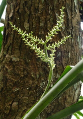 	Aechmea lingulata