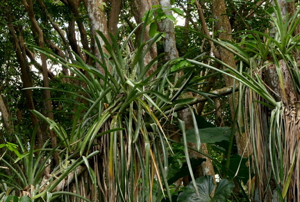 	Aechmea lingulata