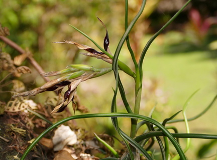 Tillandsia bulbosa