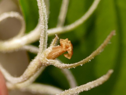 Tillandsia usneoides