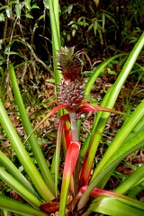 	Ananas comosus