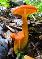 	Hygrocybe neofirma	