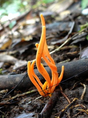 	Clavaria sp.	