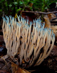 	Ramaria cyanocephala	