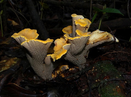 	Phaeoclavulina guadelupensis