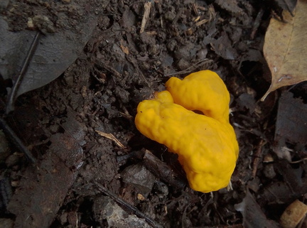 	Glaziella aurantiaca	