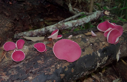 	Phillipsia carminea	