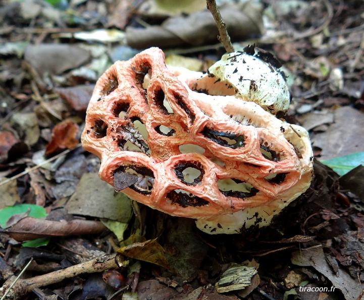 	Clathrus crispus Turpin	