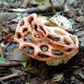 	Clathrus crispus Turpin	