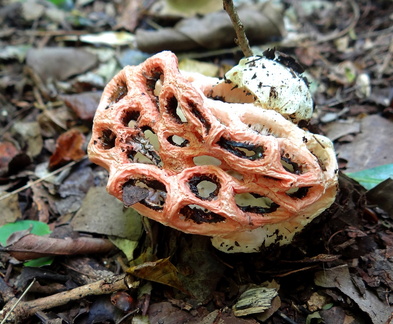 	Clathrus crispus Turpin	