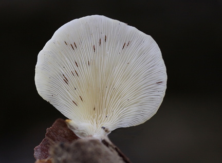 	Pleurotus djamor boedijn	