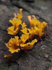 	Dacryopinax spathularia	