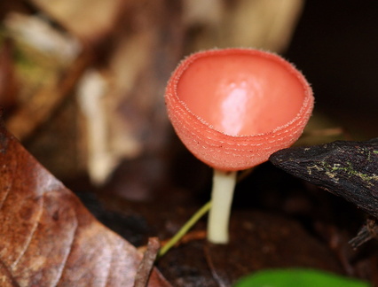 	Cookeina speciosa	