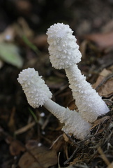 	Leucocoprinus cretaceus	