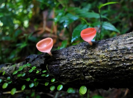 	Cookeina speciosa	