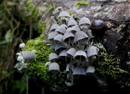 	Coprinellus sp.