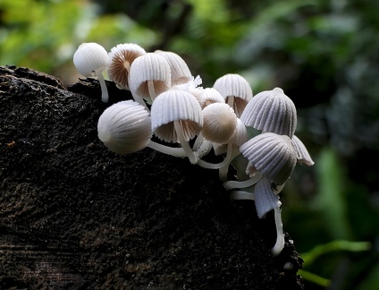 	Coprinellus sp.