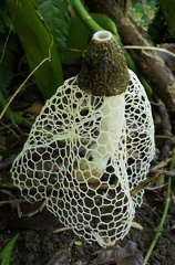 	Phallus indusiatus