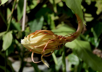 	Epiphyllum oxypetalum