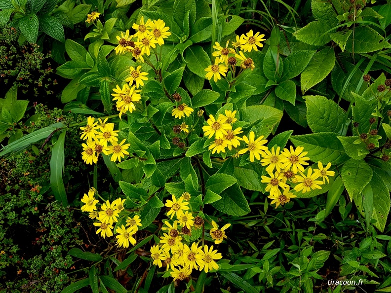 Fleur jaune-montagne, Verbesina guadeloupensis, endémique de la Basse-Terre. Saint-Claude. 20191108_104628M.jpg
