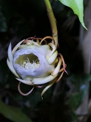 	Epiphyllum oxypetalum
