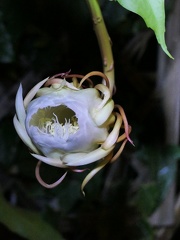 	Epiphyllum oxypetalum