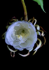 	Epiphyllum oxypetalum