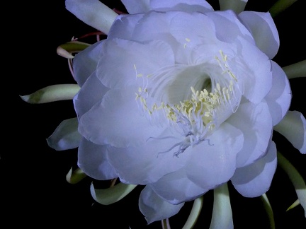 	Epiphyllum oxypetalum