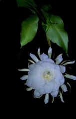 	Epiphyllum oxypetalum