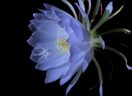 	Epiphyllum oxypetalum