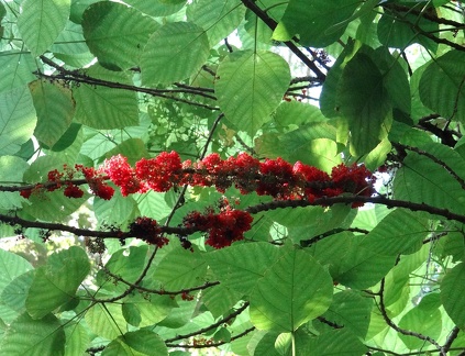 	Gyrotaenia crassifolia