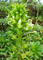 	Lobelia stricta