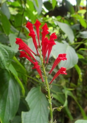 	Scutellaria ventenatii