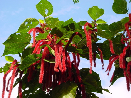 	Acalypha hispida	