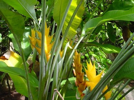 	Heliconia caribaea