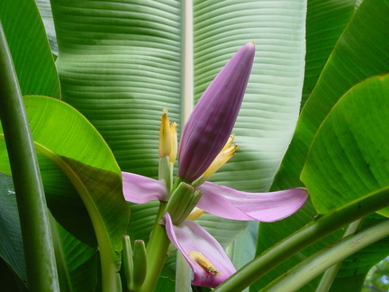 	Musa ornata