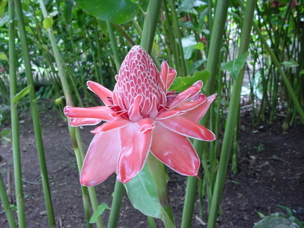 	Etlingera elatior	