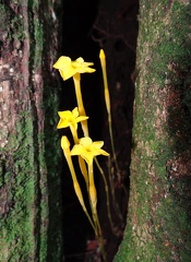 	Voyria aphylla	