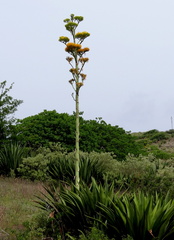 	Agave karatto